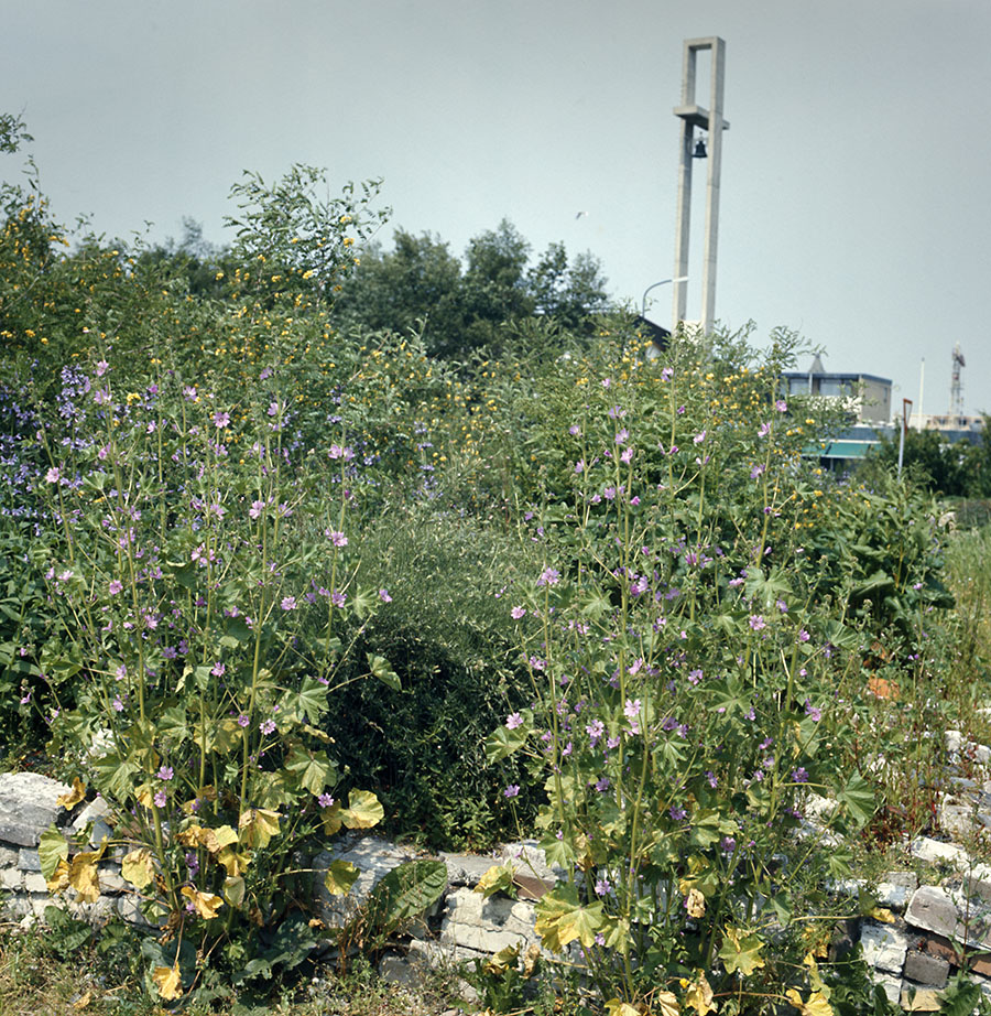 Rewilding in de Le Roy tuin Heerenveen in 1972