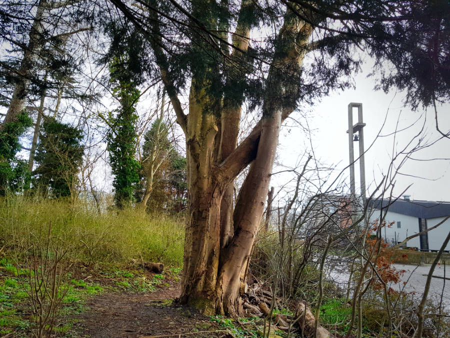 Klimaatalarm 2021 noodklok klimaat trinitas heerenveen le roy tuin ecokathedraal