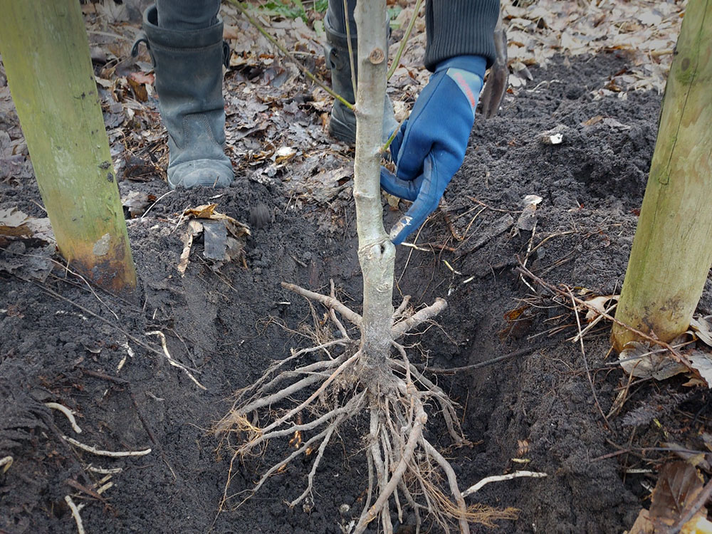 fruitbomen le roy tuin aeres fruit ynb fryslan 02