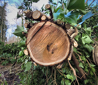 storm eunice le roy tuin heerenveen 1
