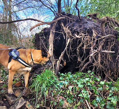 storm eunice le roy tuin heerenveen 3