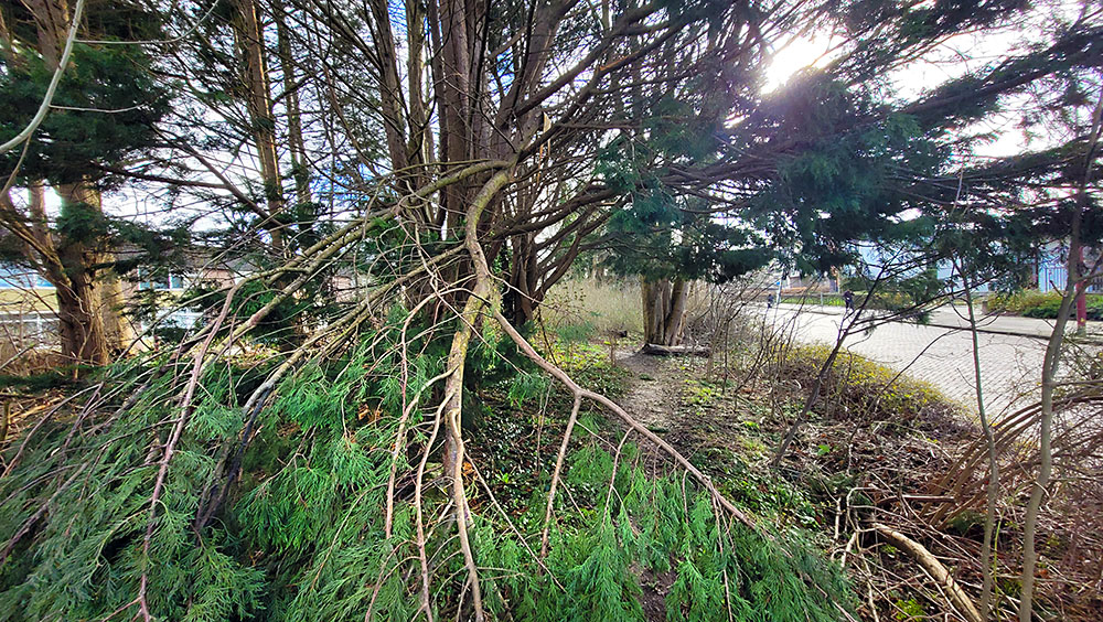 Setorm Eunice Le Roy tuin Heerenveen