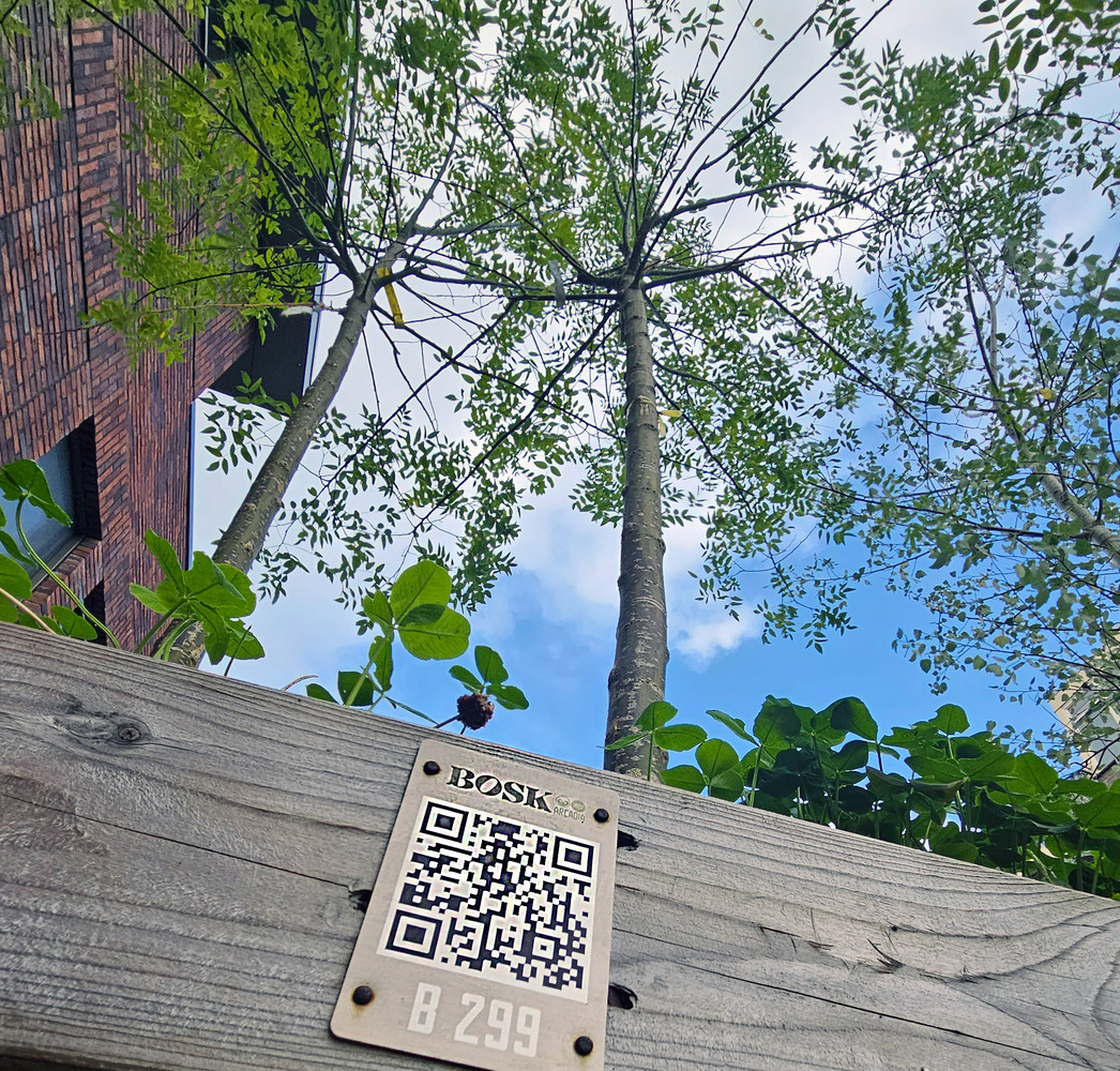 Twee BOSK-bomen krijgen plek in Le Roy tuin