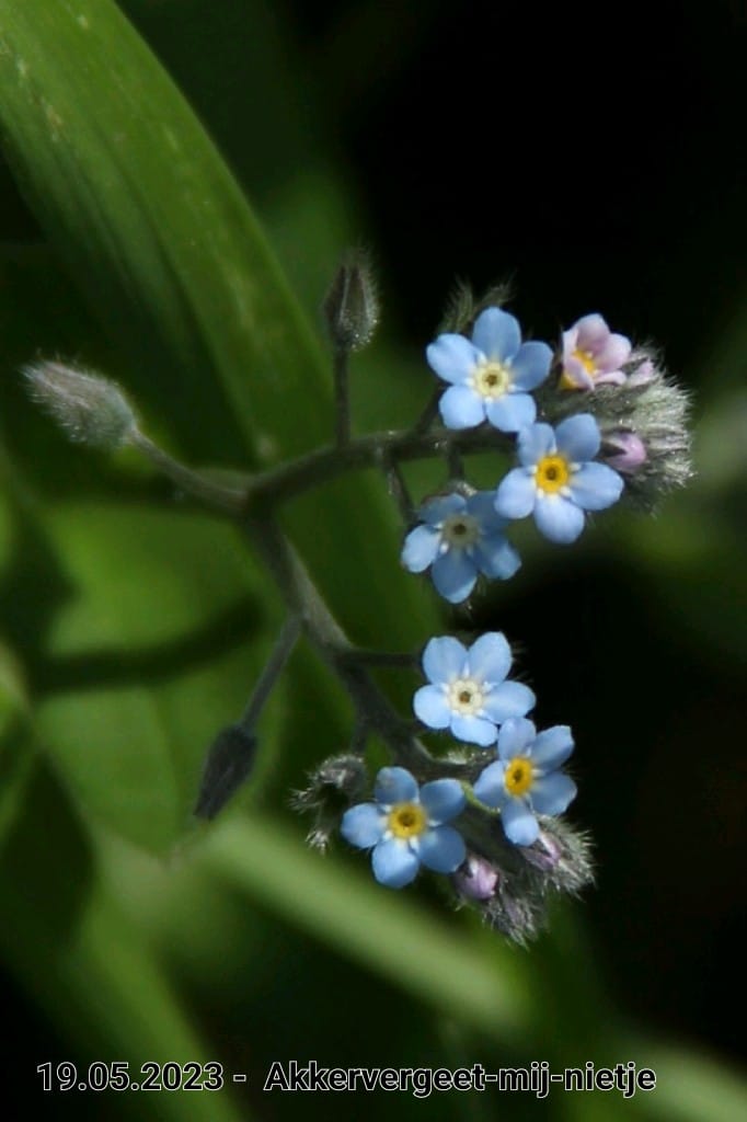 le roy tuin akkervergeet mij nietje