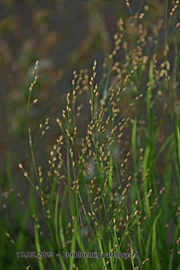 le roy tuin eenbloemig parelgras 1