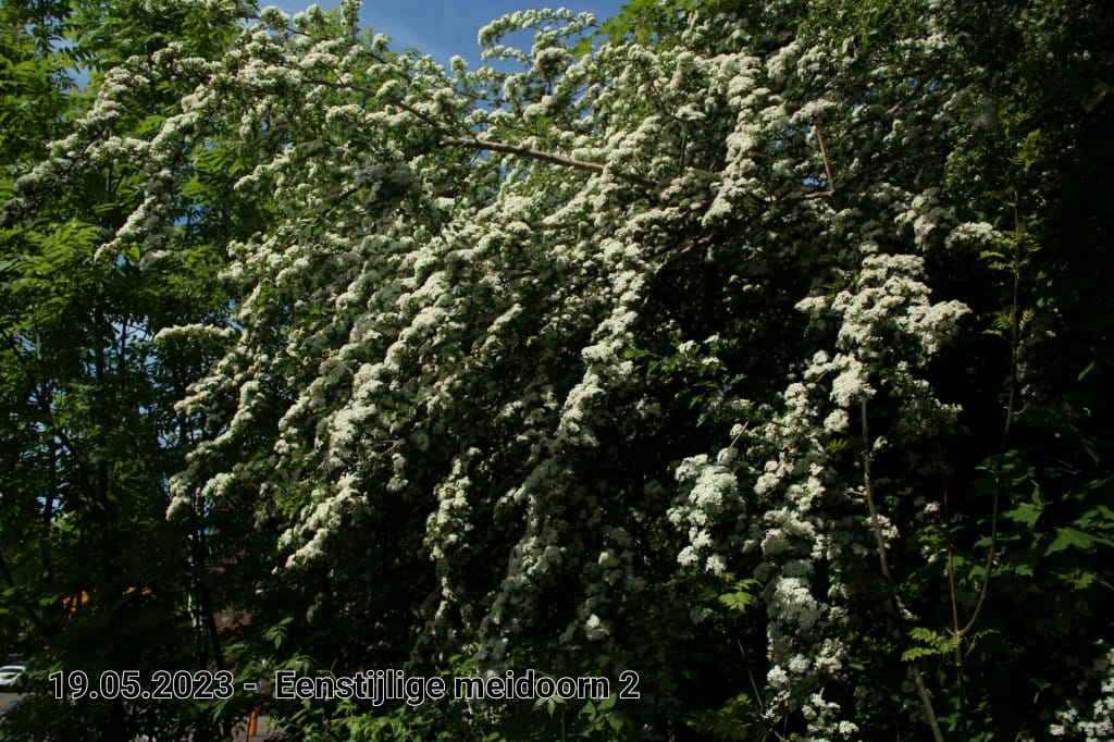 le roy tuin eenstijlige meidoorn 1
