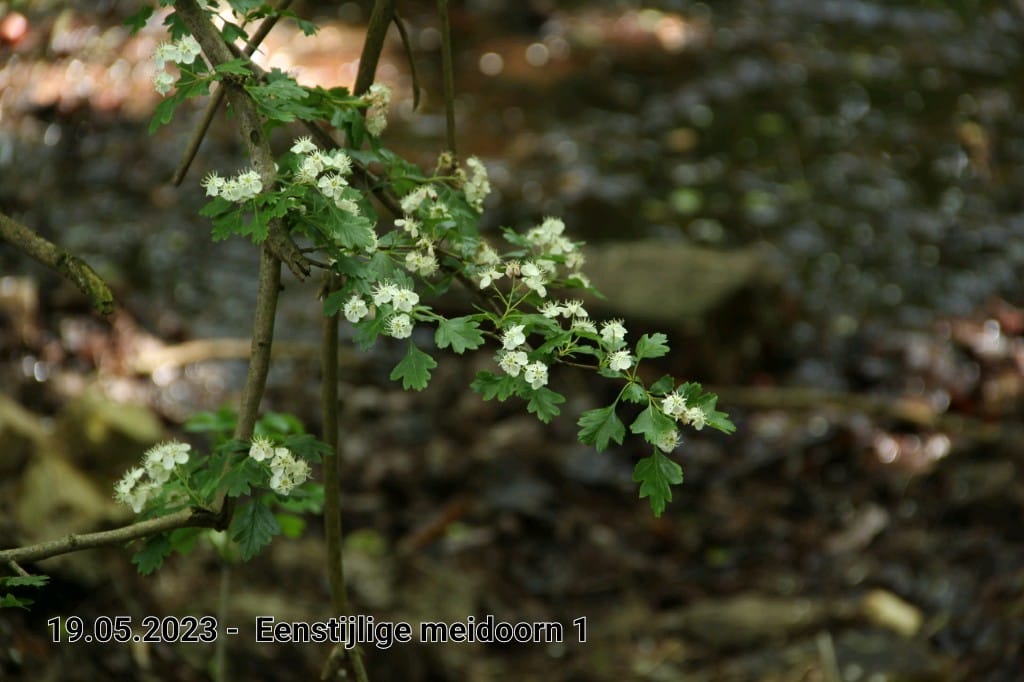 le roy tuin eenstijlige meidoorn 2