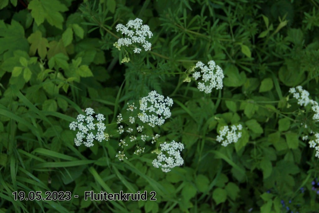 le roy tuin fluitekruid 2