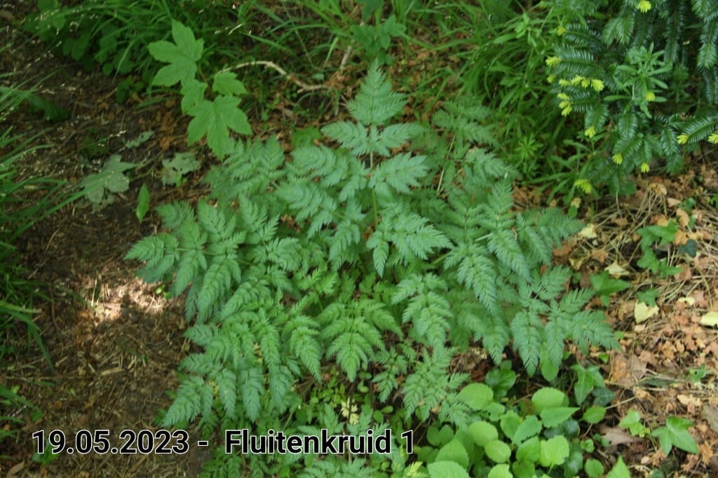 le roy tuin fluitenkruid 1