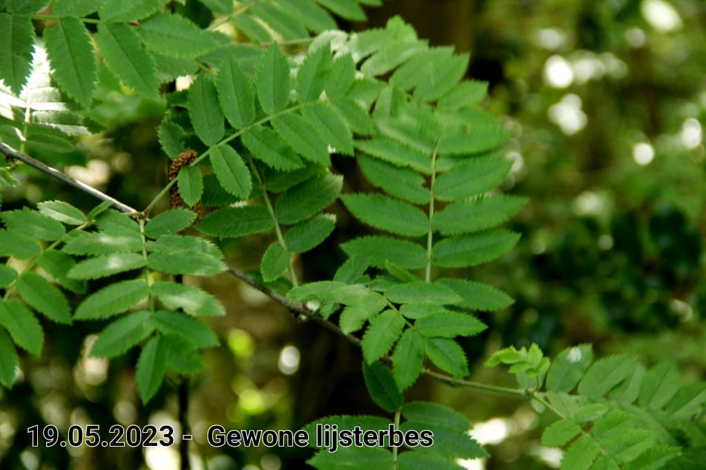 le roy tuin gewone lijsterbes