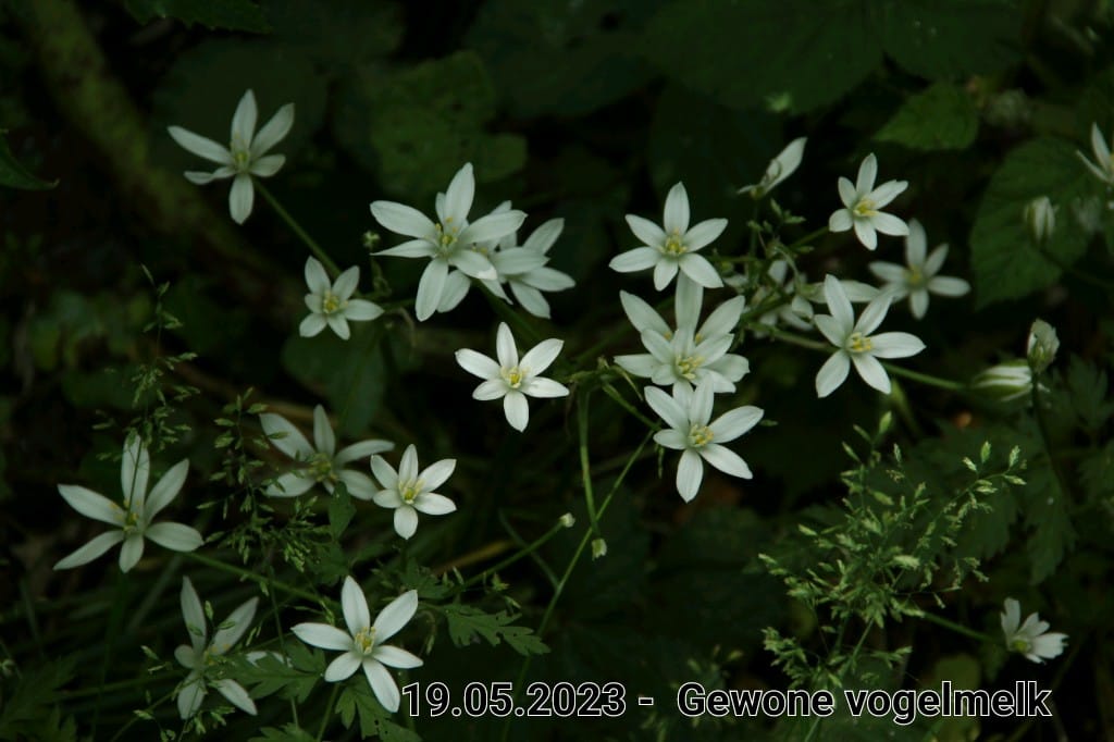 le roy tuin gewone vogelmelk