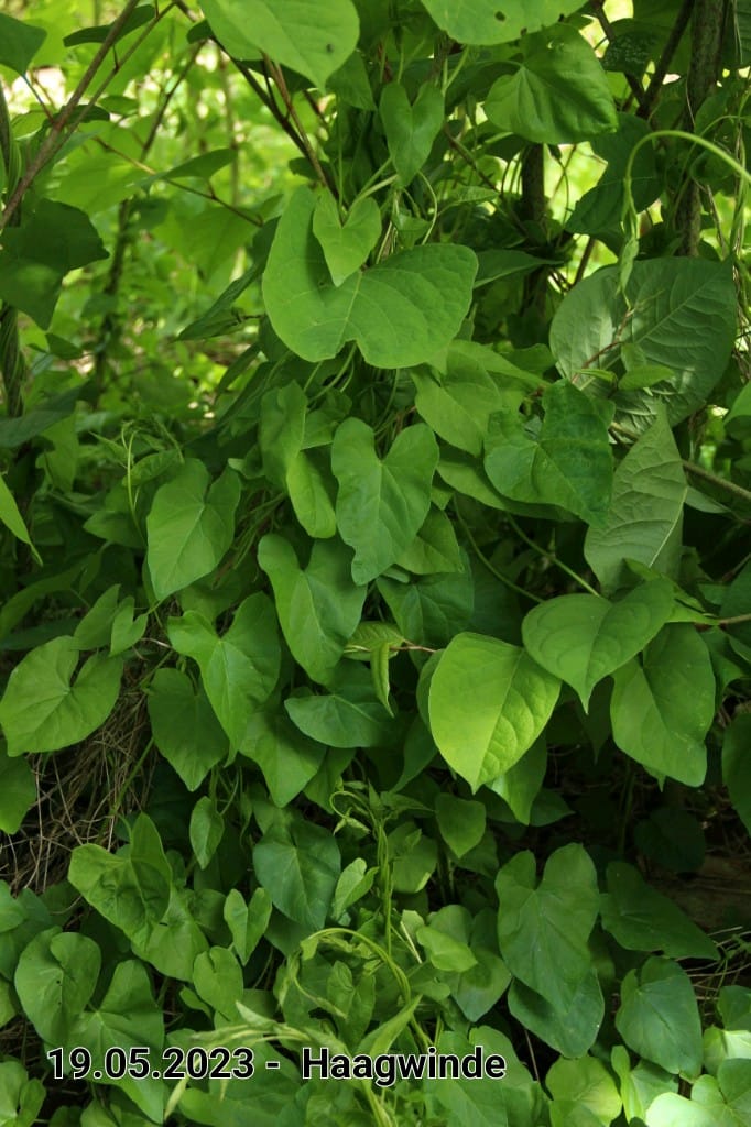 le roy tuin haagwinde