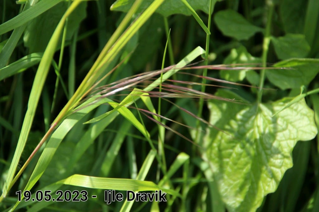 le roy tuin ijle dravik