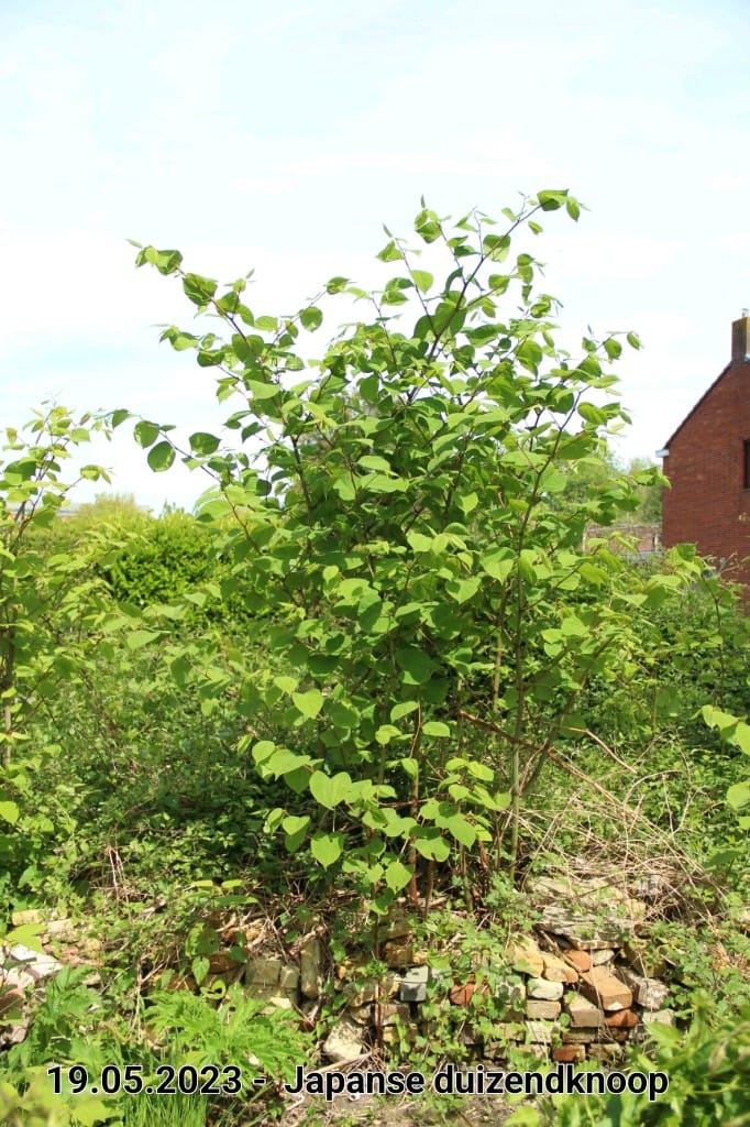 le roy tuin japanse duizendknoop