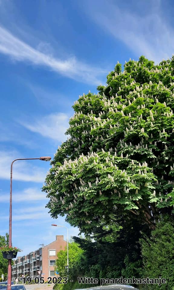 le roy tuin kastanjeboom