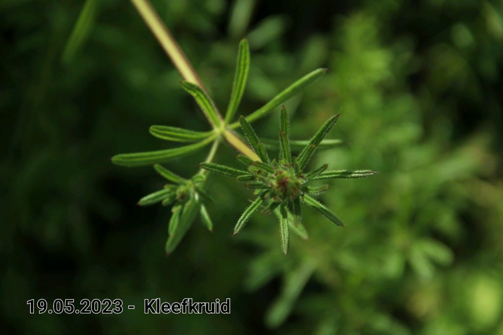 le roy tuin kleefkruid