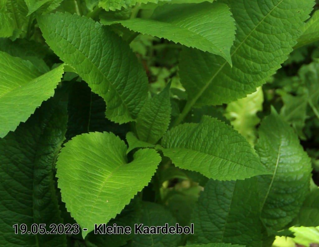 le roy tuin kleine kaardenbol