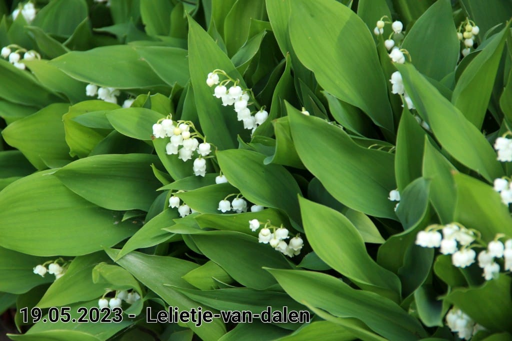 le roy tuin lelietje van dalen