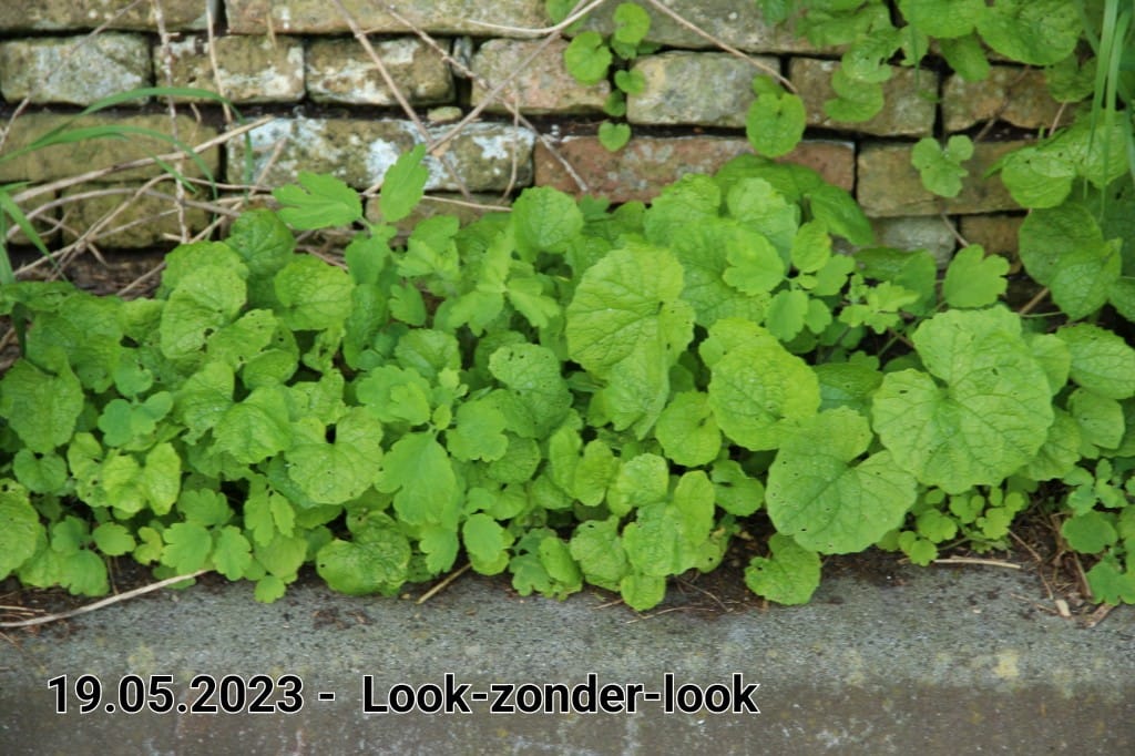 le roy tuin look zonder look