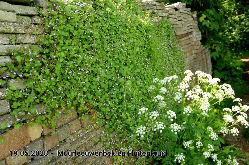 le roy tuin muurleeuwenbek fluitenrkuid