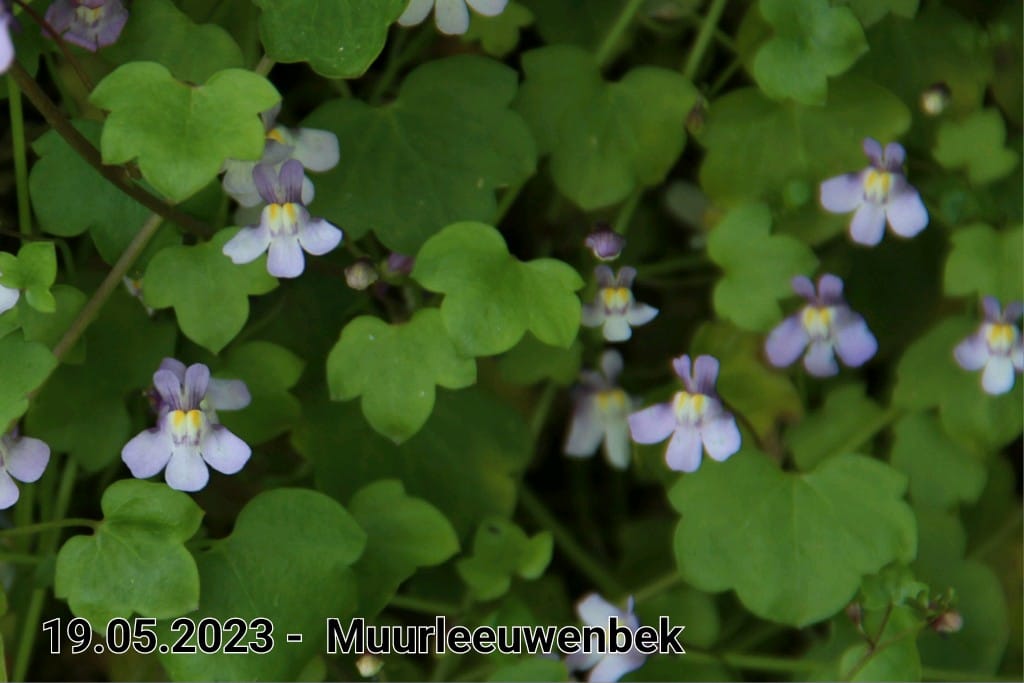 le roy tuin muurleeuwenbek