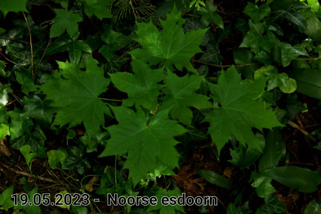 le roy tuin noorse esdoorn