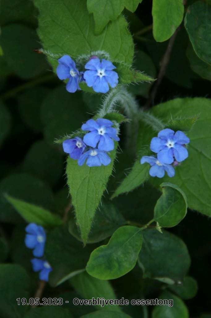 le roy tuin overblijvende ossentong