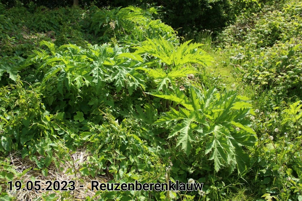 le roy tuin reuzenberenklauwe