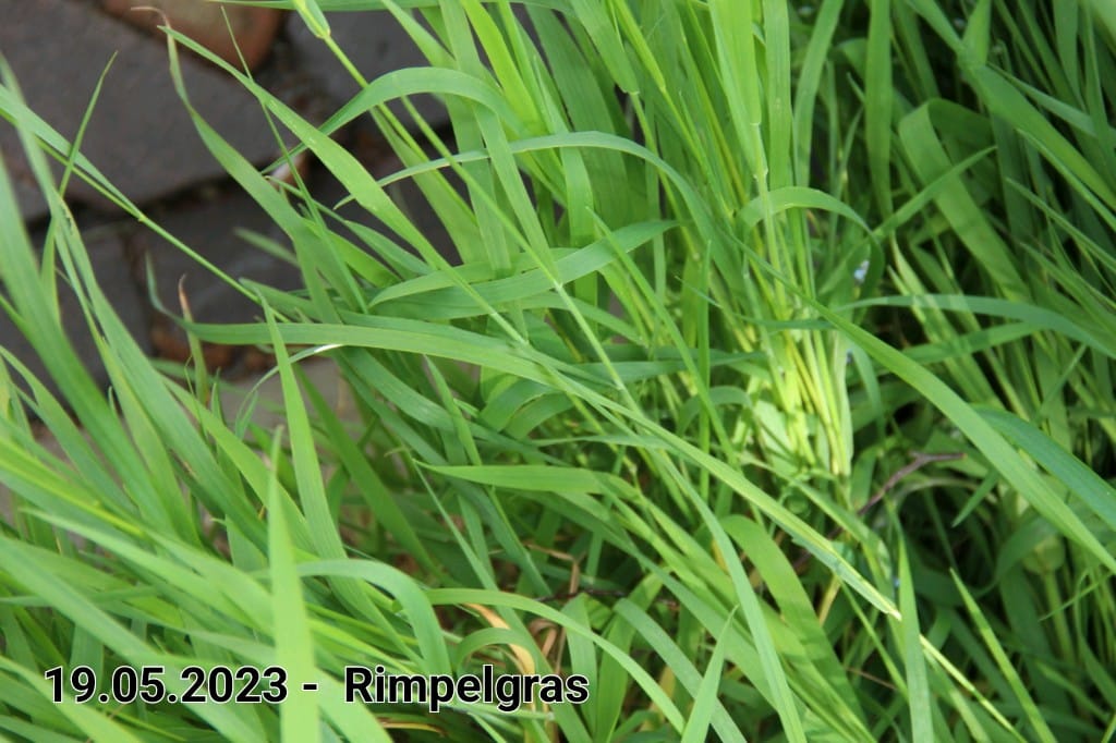 le roy tuin rimpelgras