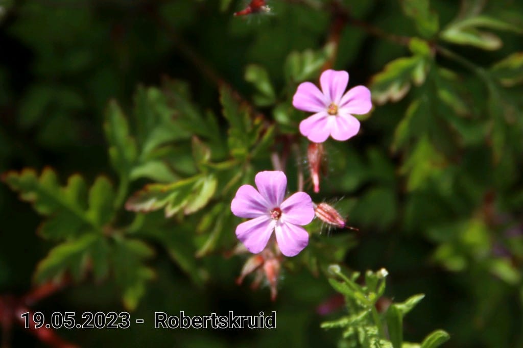 le roy tuin robertskruid