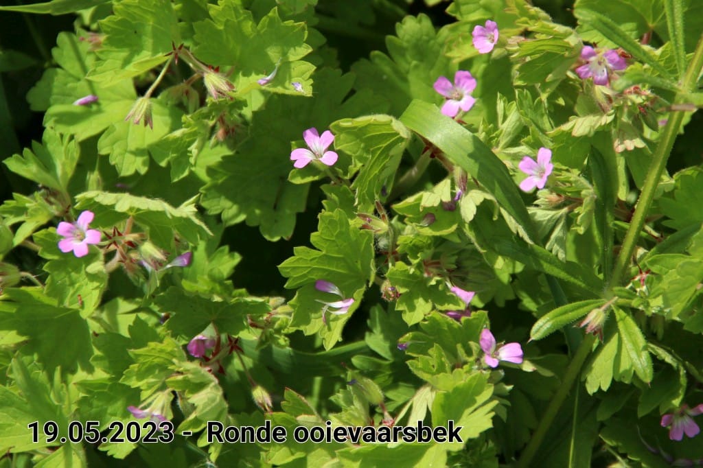 le roy tuin ronde ooievaarsbek