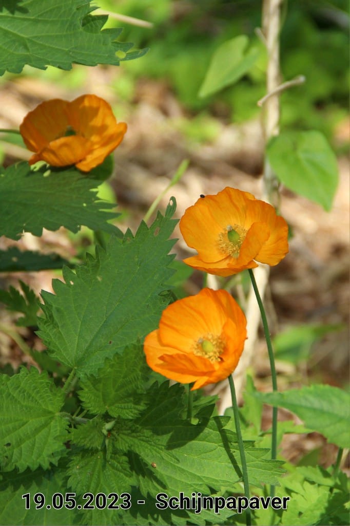 le roy tuin schijnpapaver