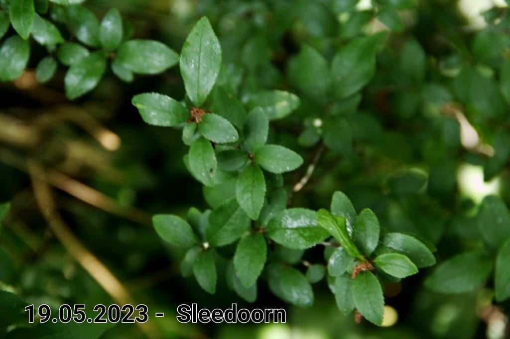 le roy tuin sleedoorn