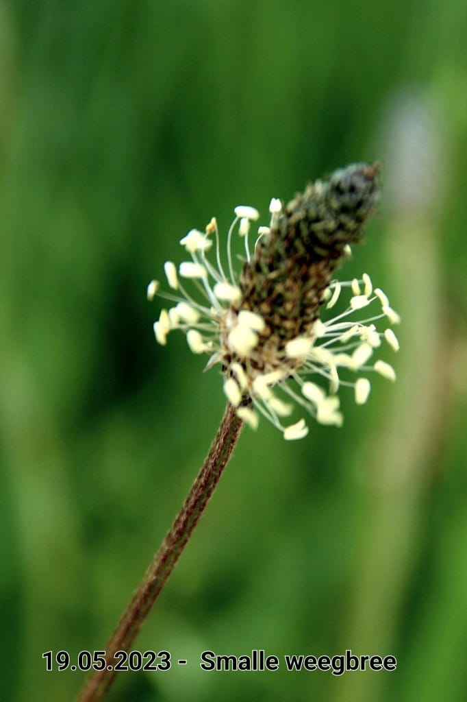 le roy tuin smalle weegbree
