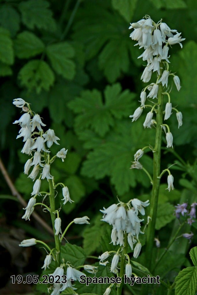 le roy tuin spaanse hyacinth