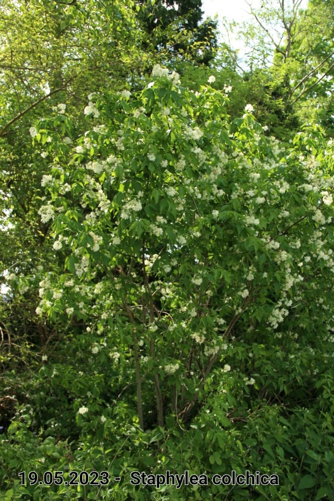 le roy tuin staphylea colchica