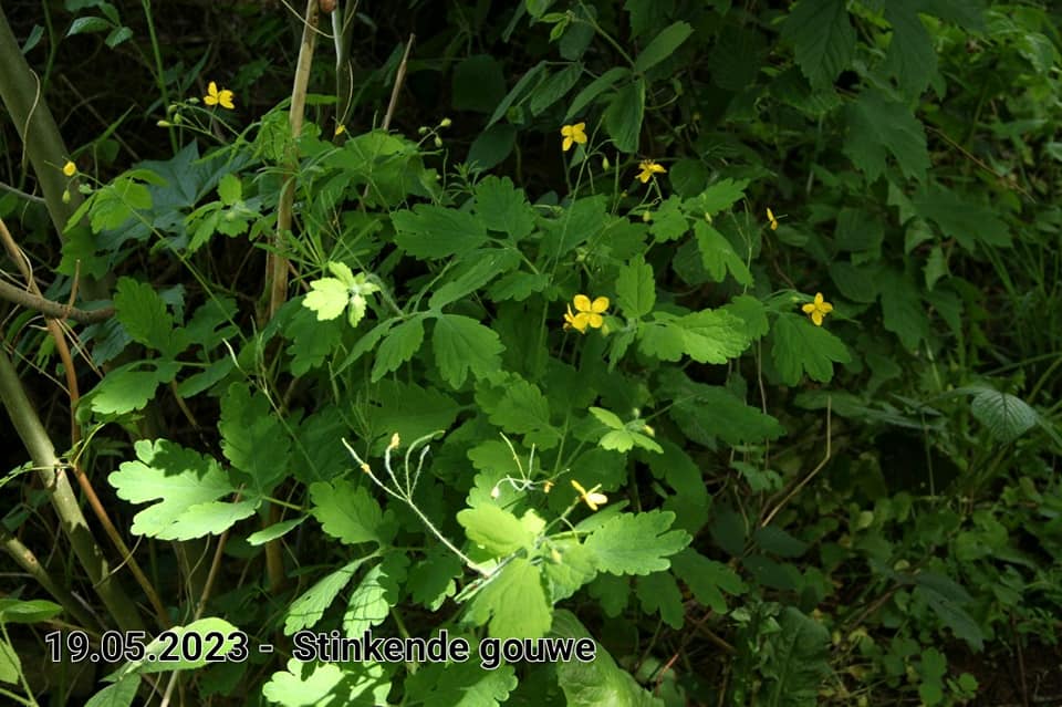 le roy tuin stinkende gouwe