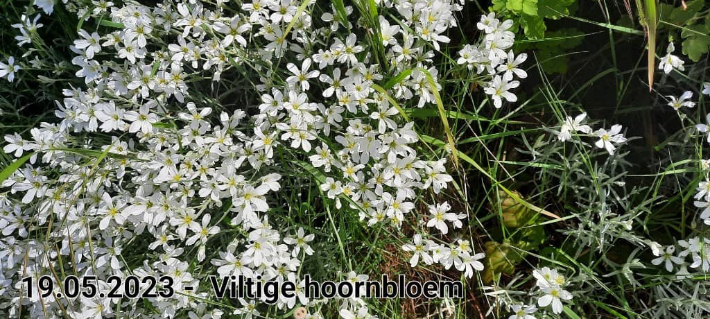 le roy tuin viltige hoornbloem