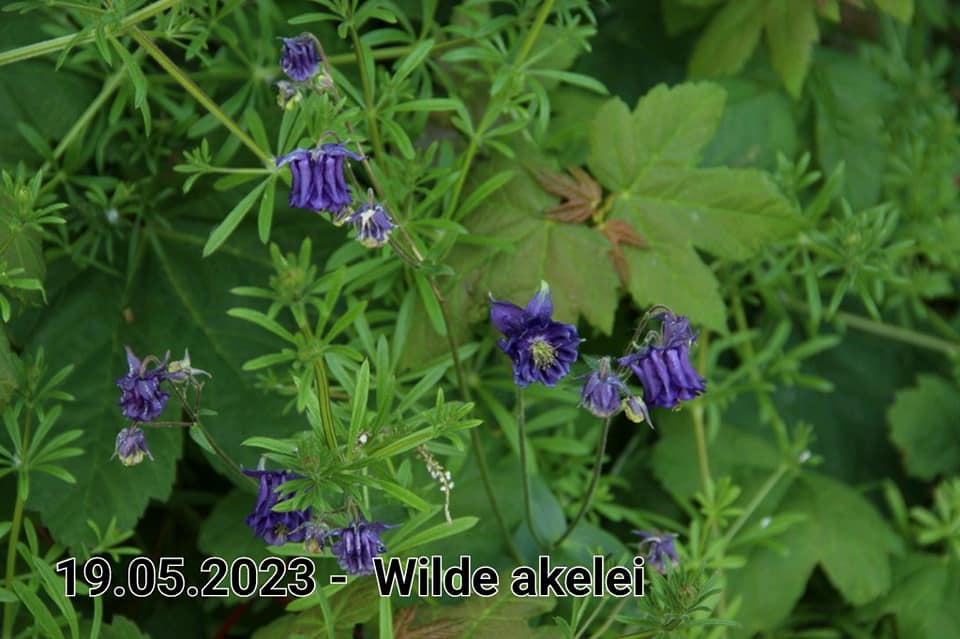 le roy tuin wilde akkelei