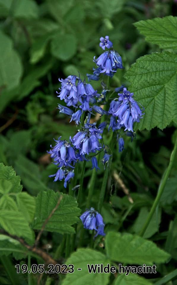 le roy tuin wilde hyacint