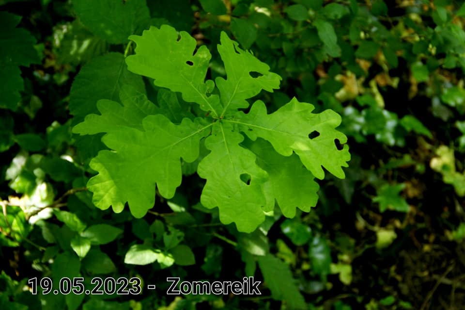 le roy tuin zomereik