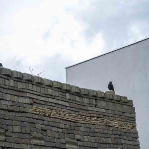 Le Roy-tuin Heerenveen Le Roy-tuin Heerenveen