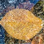 IJssculpturen in de Le Roy tuin IJssculpturen in de Le Roy tuin