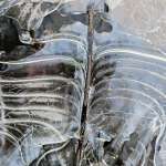 IJssculpturen in de Le Roy tuin IJssculpturen in de Le Roy tuin