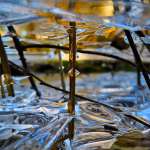 IJssculpturen in de Le Roy tuin IJssculpturen in de Le Roy tuin