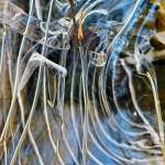 IJssculpturen in de Le Roy tuin IJssculpturen in de Le Roy tuin