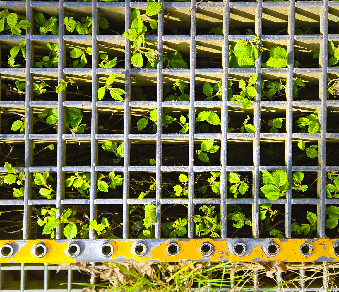 loopburg ijzer plantjes