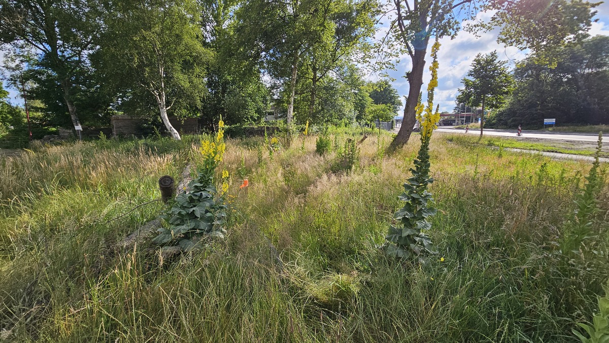 uitbreiding le roy tuin rembrandtlaan jaap van veen