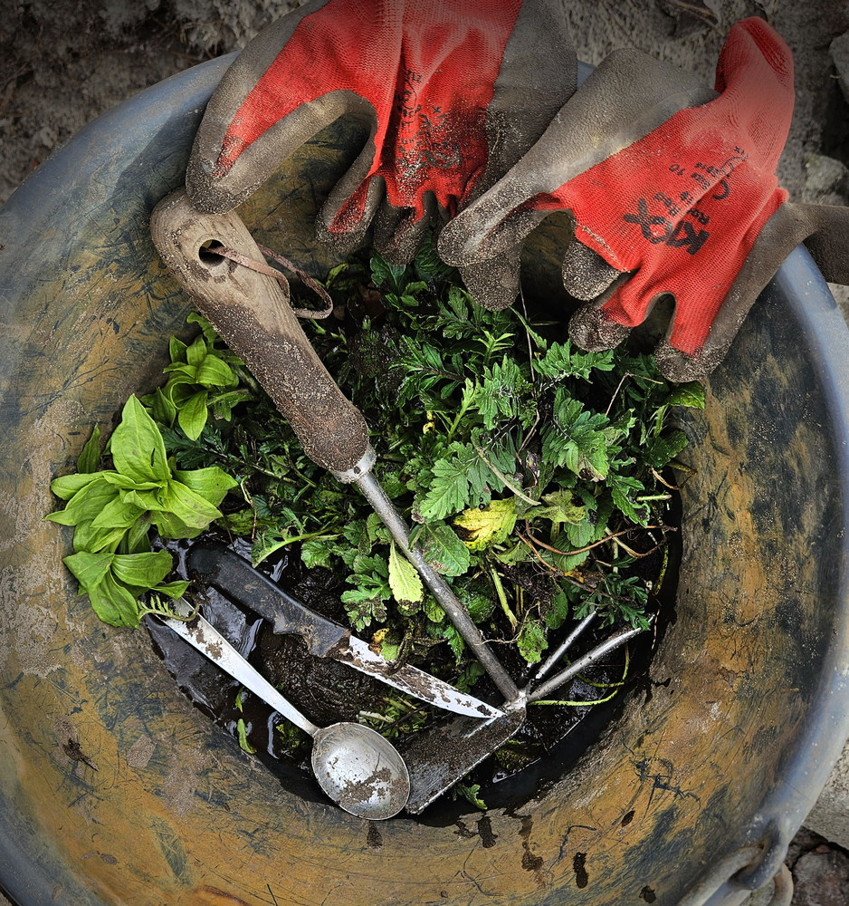 wilde planten in emmer