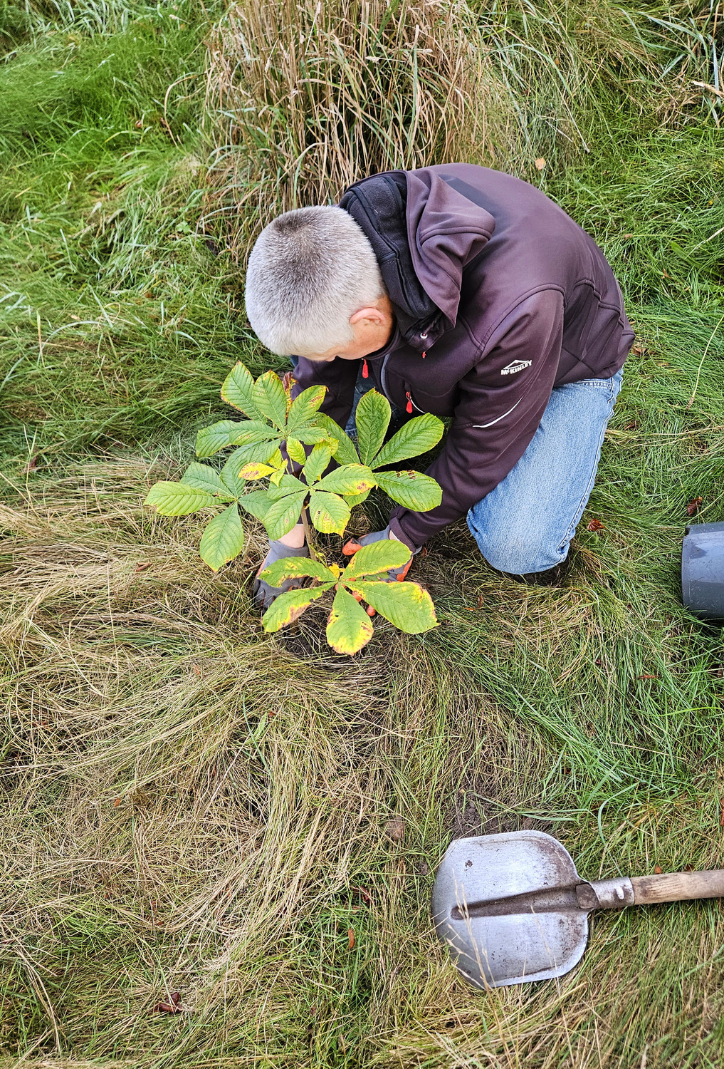 janne heida kastanjeboom le roy tuin 4